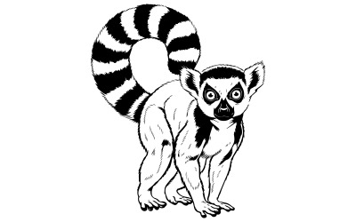 A line drawing of a lemur