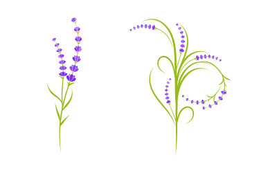 Lavender flower Vector icon illustration design Template v.14