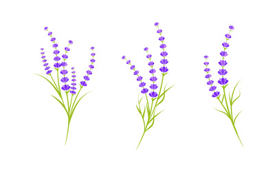 Lavender flower Vector icon illustration design Template v.16