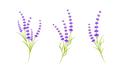 Plantilla de diseño de ilustración de icono vectorial de flor de lavanda v.16