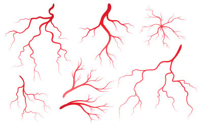 Human Health veins and arteries illustration design template v.1