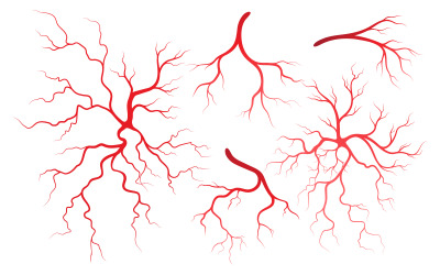 Human Health veins and arteries illustration design template v.3
