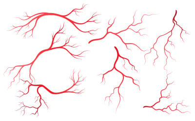 Human Health veins and arteries illustration design template v.5