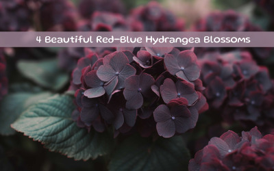 Beautiful Red-blue Hydrangea Blossoms