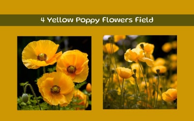 Yellow Poppy Flowers Field