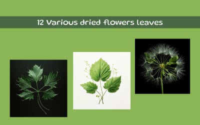 Various dried flowers leaves