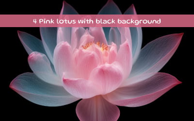 Pink lotus with black background
