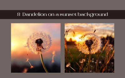Dandelion on a sunset background