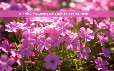 Fleurs roses d&amp;#39;Oxalis articulata