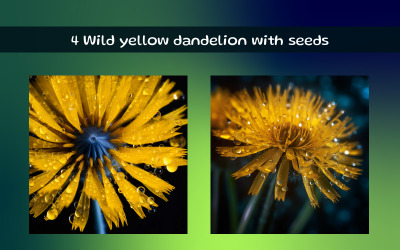 Wild yellow dandelion with seeds
