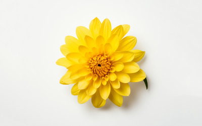 Yellow Dahlia Bloom Flower