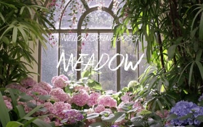 Hearts Quietly Beat / Meadow