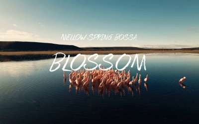 Tender Glances Meet / Blossom