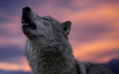 Wolf Howling - Het designgeluid van het gehuil van de wolf!