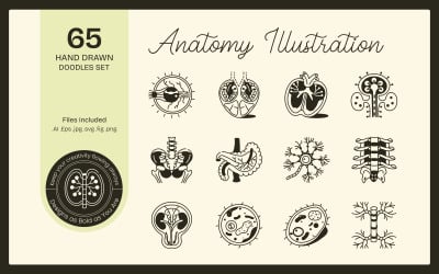 Anatomy Drawing Illustration Set
