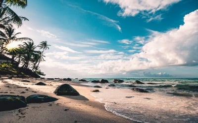 Paradise Flow - Música Tropical