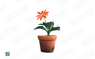 Bright orange flower blooms in a simple terracotta pot on a light background