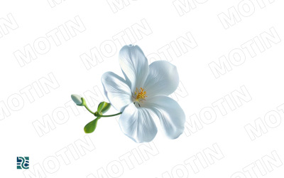 White flower blooms with delicate petals and vibrant yellow center