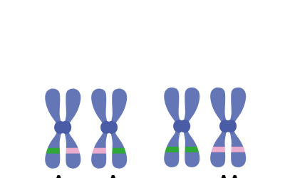 Diverse Chromosome Structures Illustration in Genetic Biology