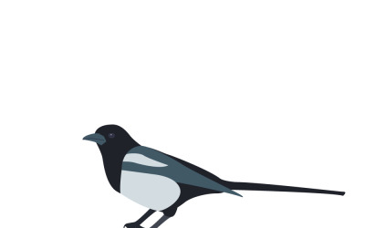 Elegant Dark Themed Magpie Bird Vector Illustration Design