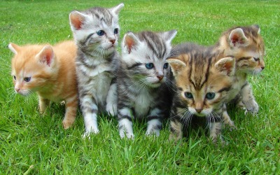 Kitten Capers-Happy Kids Music