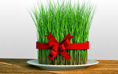 Novuruz Holiday Samani modèle 3D