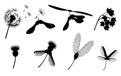 Black vector silhouettes and line art of diverse plant seeds:, isolated on white background