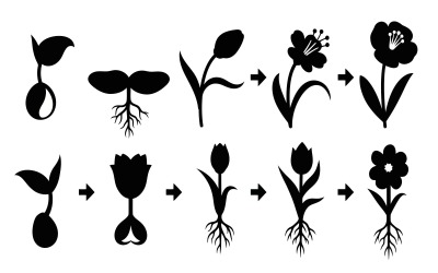 Flat vector illustration of plant life cycle stages, from germinating, isolated on white background