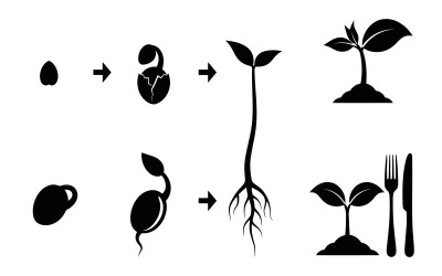 Silhouette of plant growth cycle from seed to mature edible plant isolated on white background