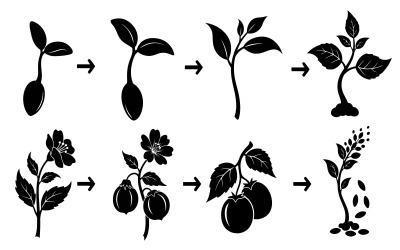 Black silhouette illustration of plant growth stages vector isolated on white background