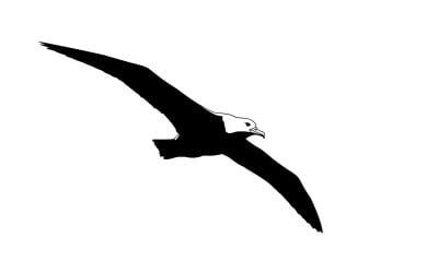 Fekete sziluettje sas repülés közben elszigetelt fehér háttér