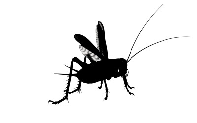 Black silhouette of a cricket insect isolated on white background