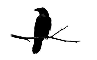 Black silhouette of a crow perched on a tree branch isolated on white background