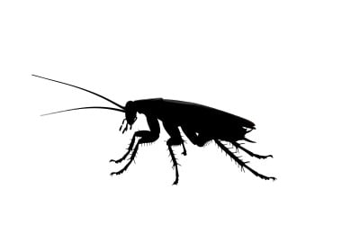 Detailed black insect silhouette with antennae and segmented body isolated on white background