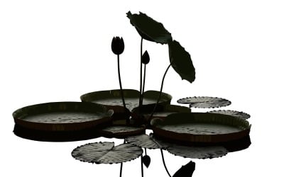 Elegant näckros med flytande blad och slutna knoppar i naturlig isolerad på vit bakgrund