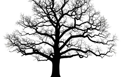 Majestätischer, blattloser Winterbaum mit weitverzweigtem, filigranem Astgeflecht, isoliert auf weißem Hintergrund