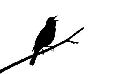 Black songbird singing melodiously while perched on slender twig isolated on white background