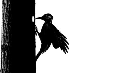 Picchio aggrappato al tronco di un albero in una suggestiva silhouette monocromatica isolata su sfondo bianco