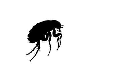 Detailed black silhouette of a flying insect with antennae and legs isolated on white background