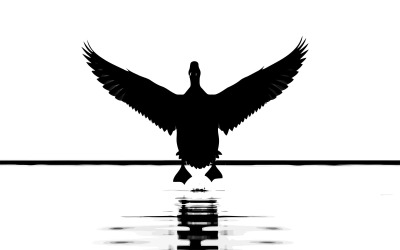 Ein anmutiger schwarzer Vogel schwebt über ruhigem Wasser, perfekt isoliert auf weißem Hintergrund.