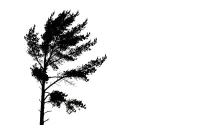 Silhouette of a leafless coniferous tree in misty winter atmosphere isolated on white background