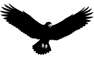 Majestic raptor soaring with outstretched wings in stark monochrome isolated on white background