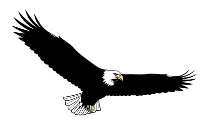 Bald eagle in flight silhouette isolated on white background