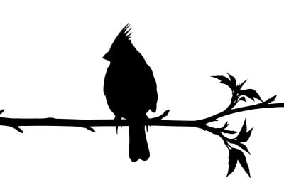 Black silhouette of a cardinal perched on a branch with leaves isolated on white background