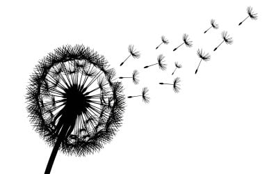 Dandelion silhouette with seeds dispersing in wind, black and white isolated on white background