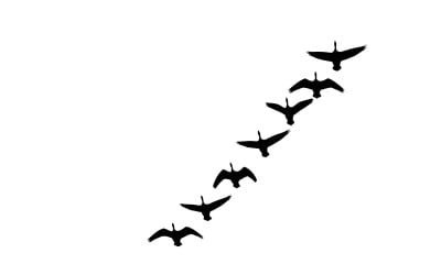 Seven birds flying in V-formation silhouette isolated on white background