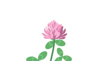 Illustration vectorielle botanique d&amp;#39;une fleur de trèfle blanc