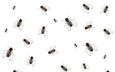 Fond vectoriel réaliste à motif d&amp;#39;insectes volants en 3D
