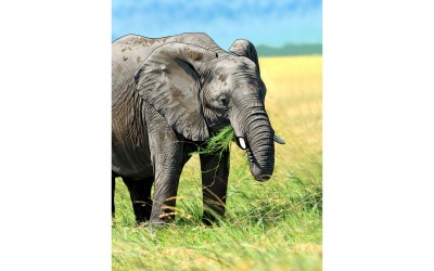 Elephant Wild (Ai Illustration Image + Vector Line Art)