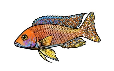 Aulonocara Firefish (Ai Illustration Image + Vector Line Art)